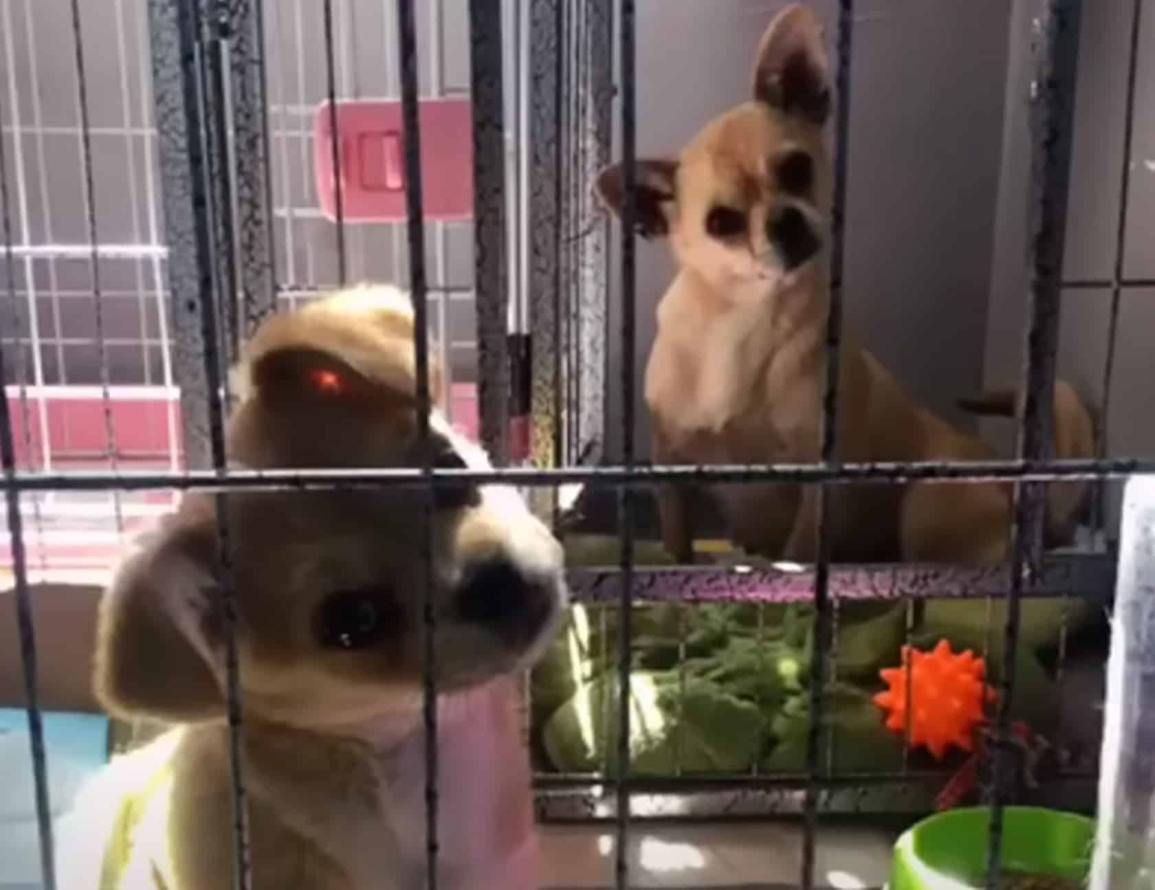 Extra image from article