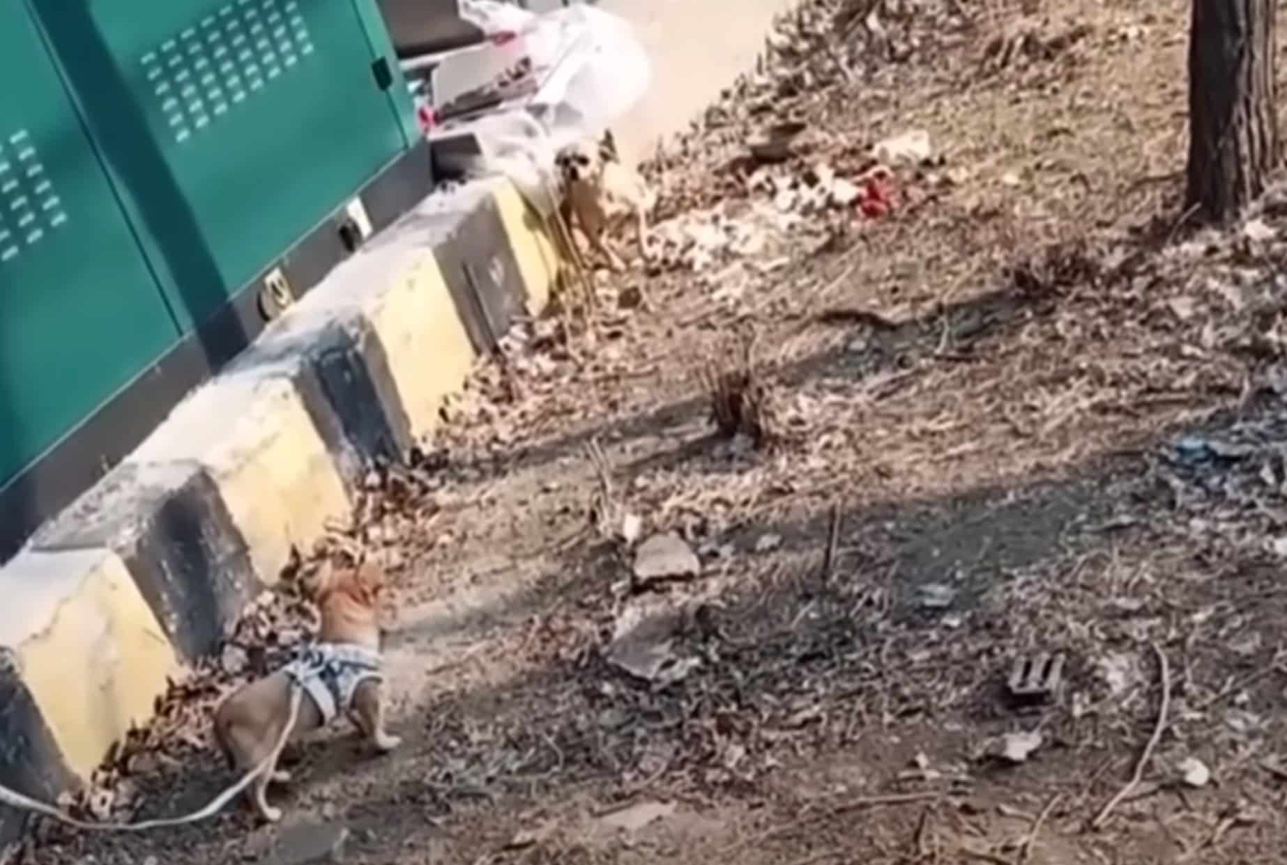 Extra image from article