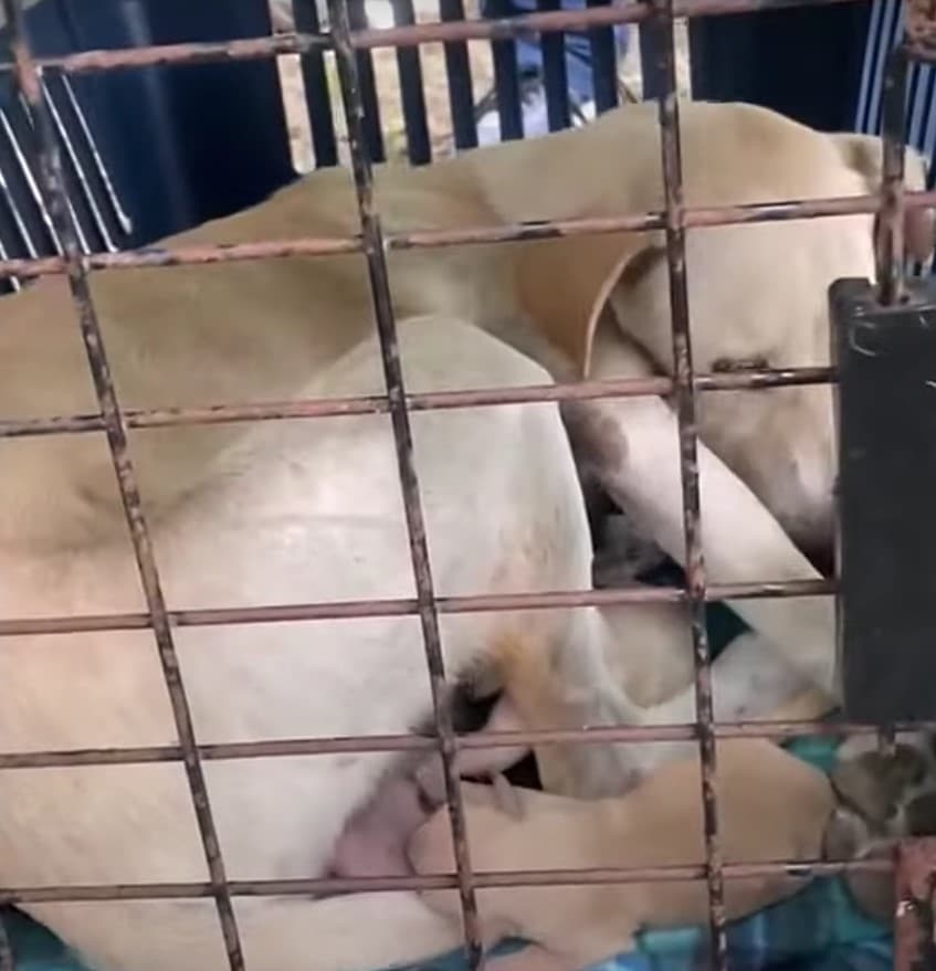 Extra image from article