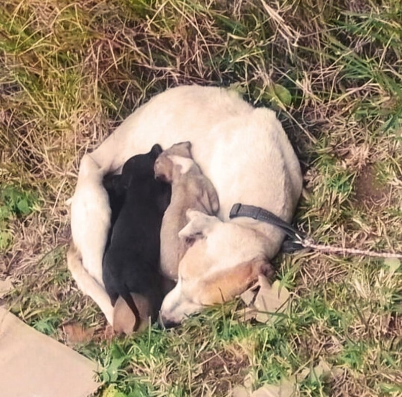 Extra image from article