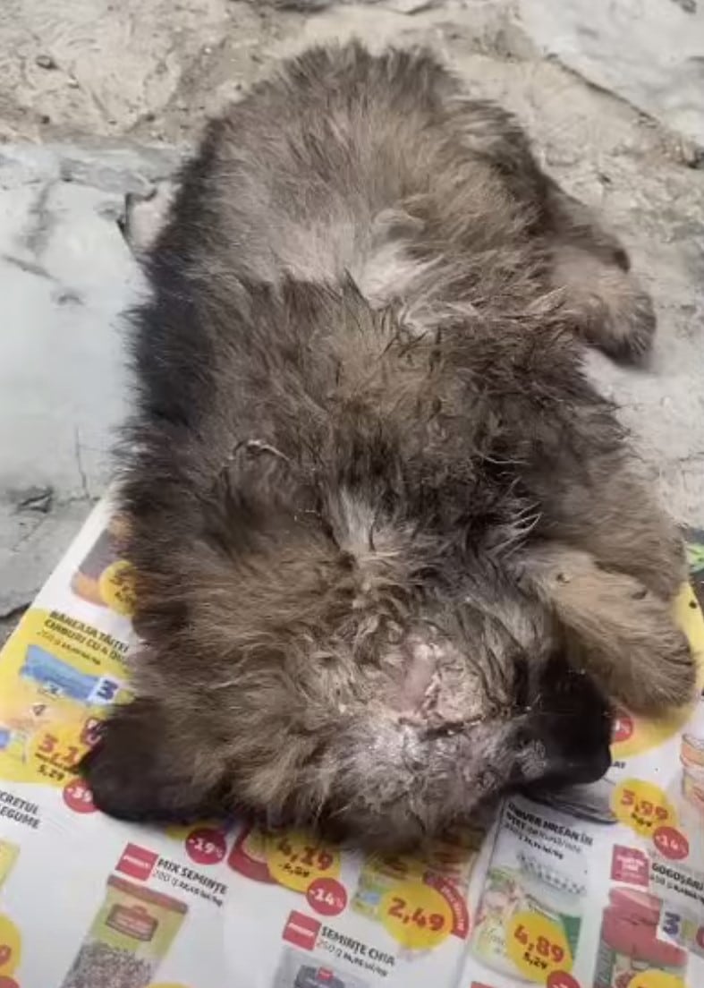 Over the next few months, Max underwent ...