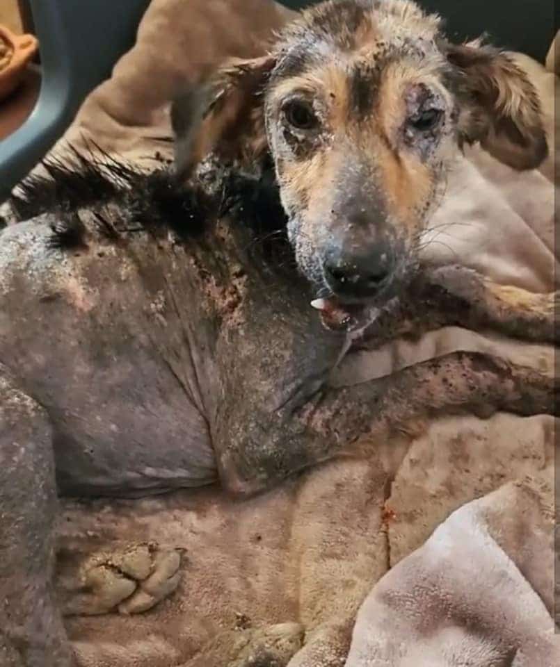 Remarkably, despite all these hardships,...