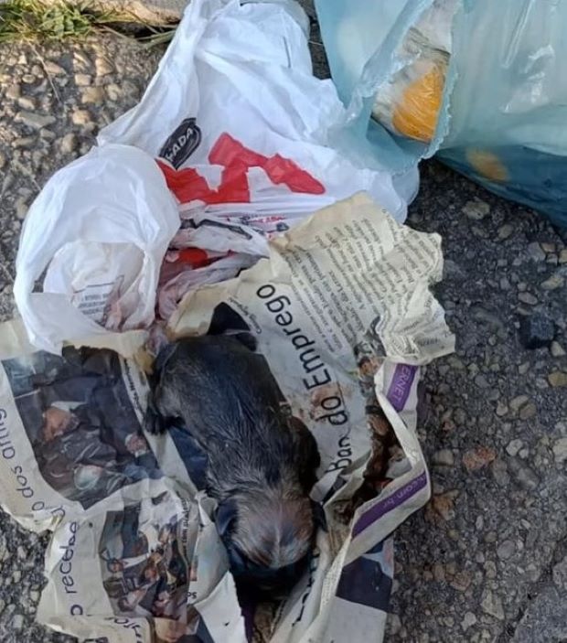 The puppy, now affectionately named Sush...