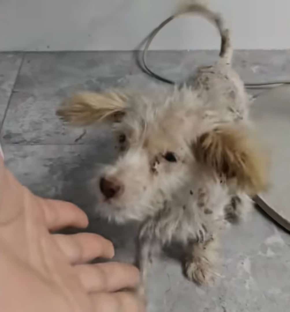 Extra image from article