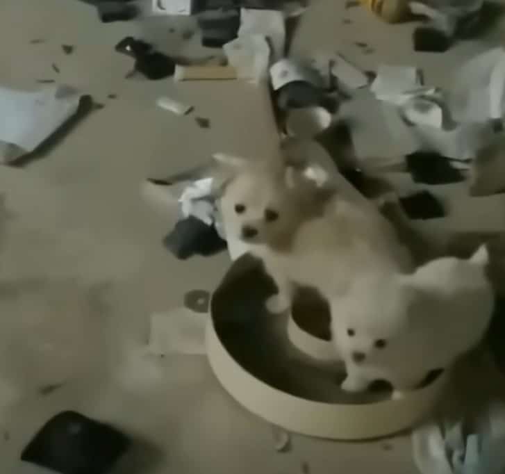 Extra image from article