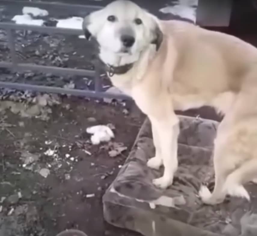 Extra image from article