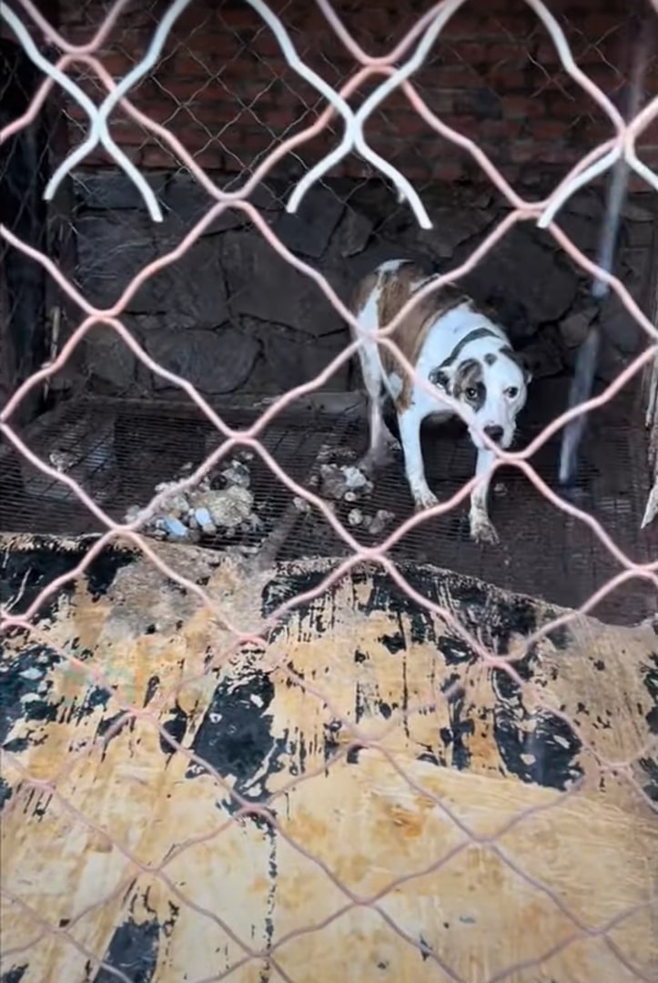 Their first stop was a vet clinic to ens...