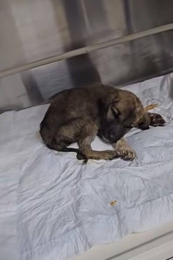 Extra image from article