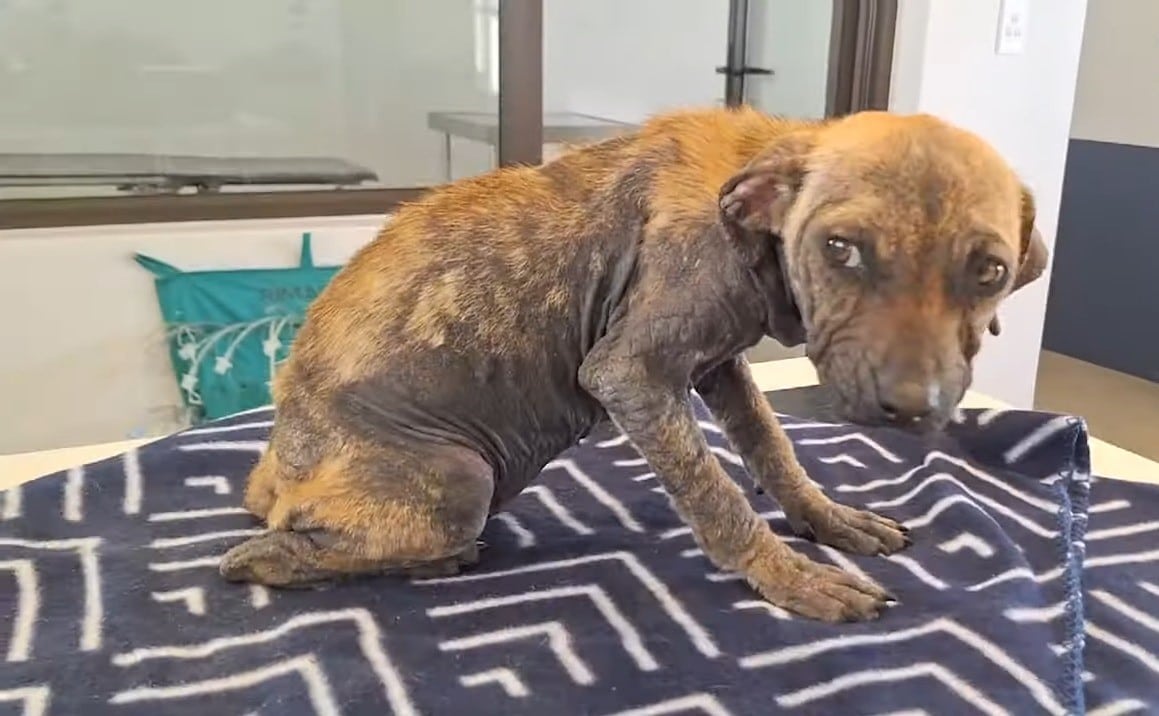 Once in safe arms and given the name Pic...