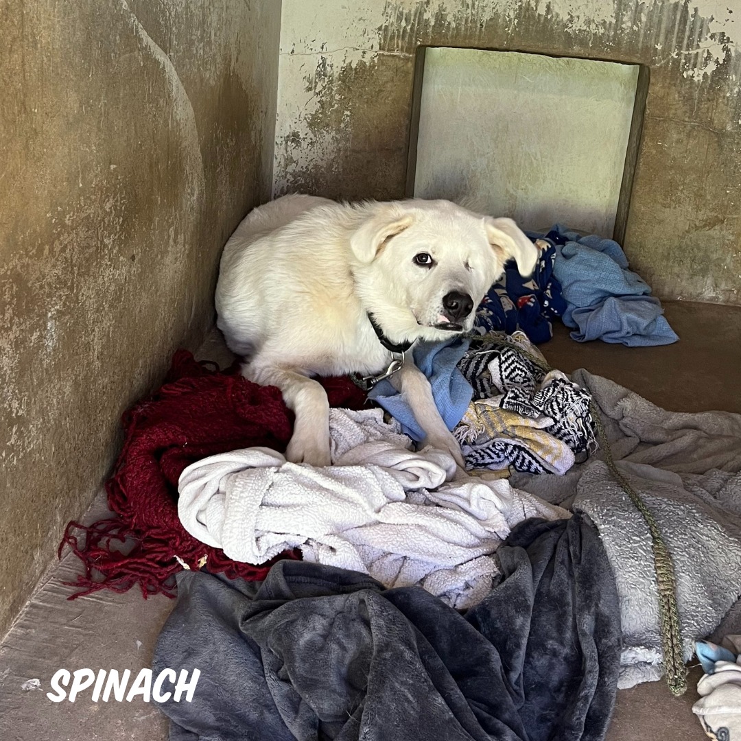 Extra image from article