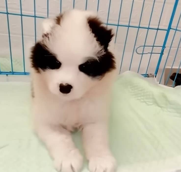 Extra image from article