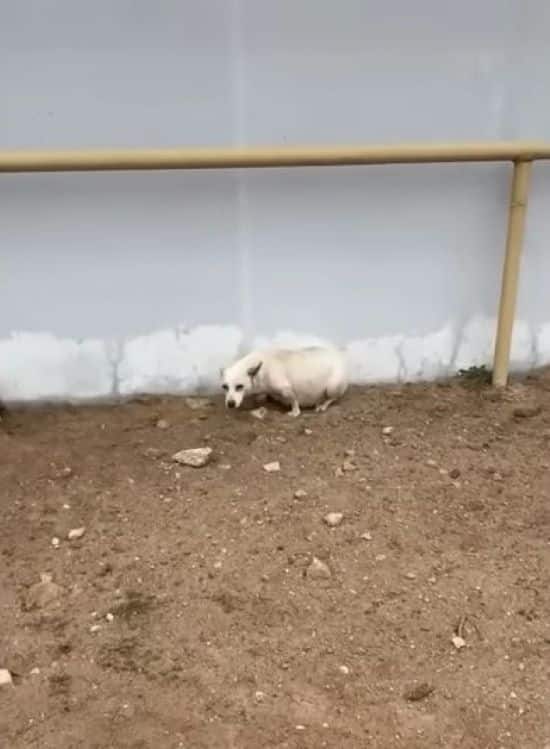 Meanwhile, Angel’s rescuers continued to...