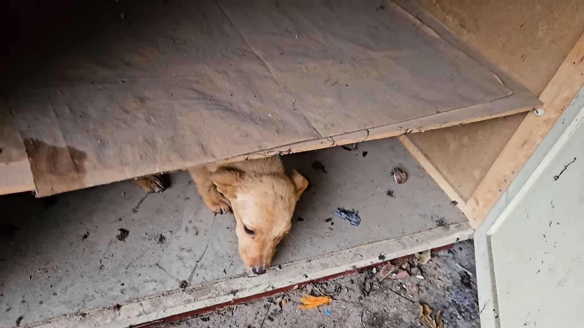 Extra image from article