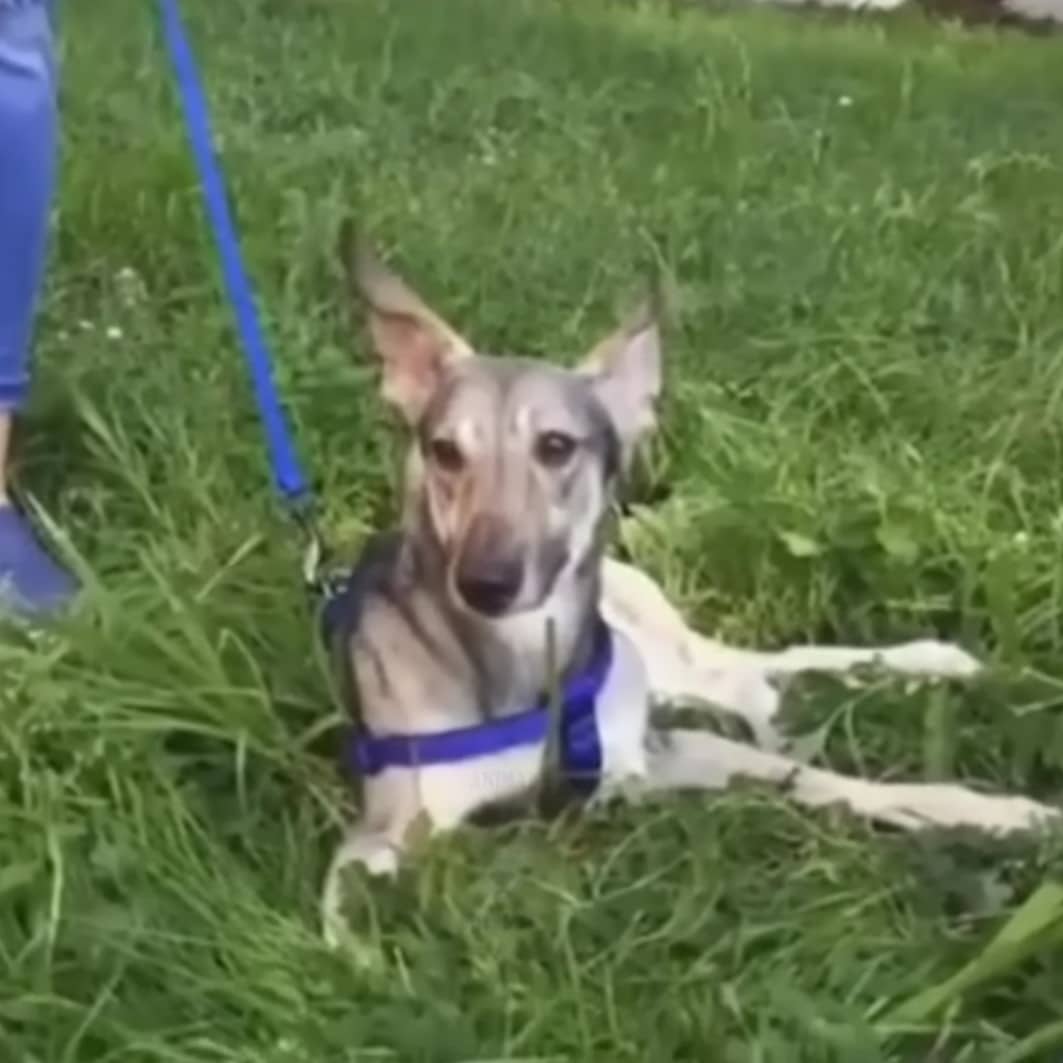 Extra image from article