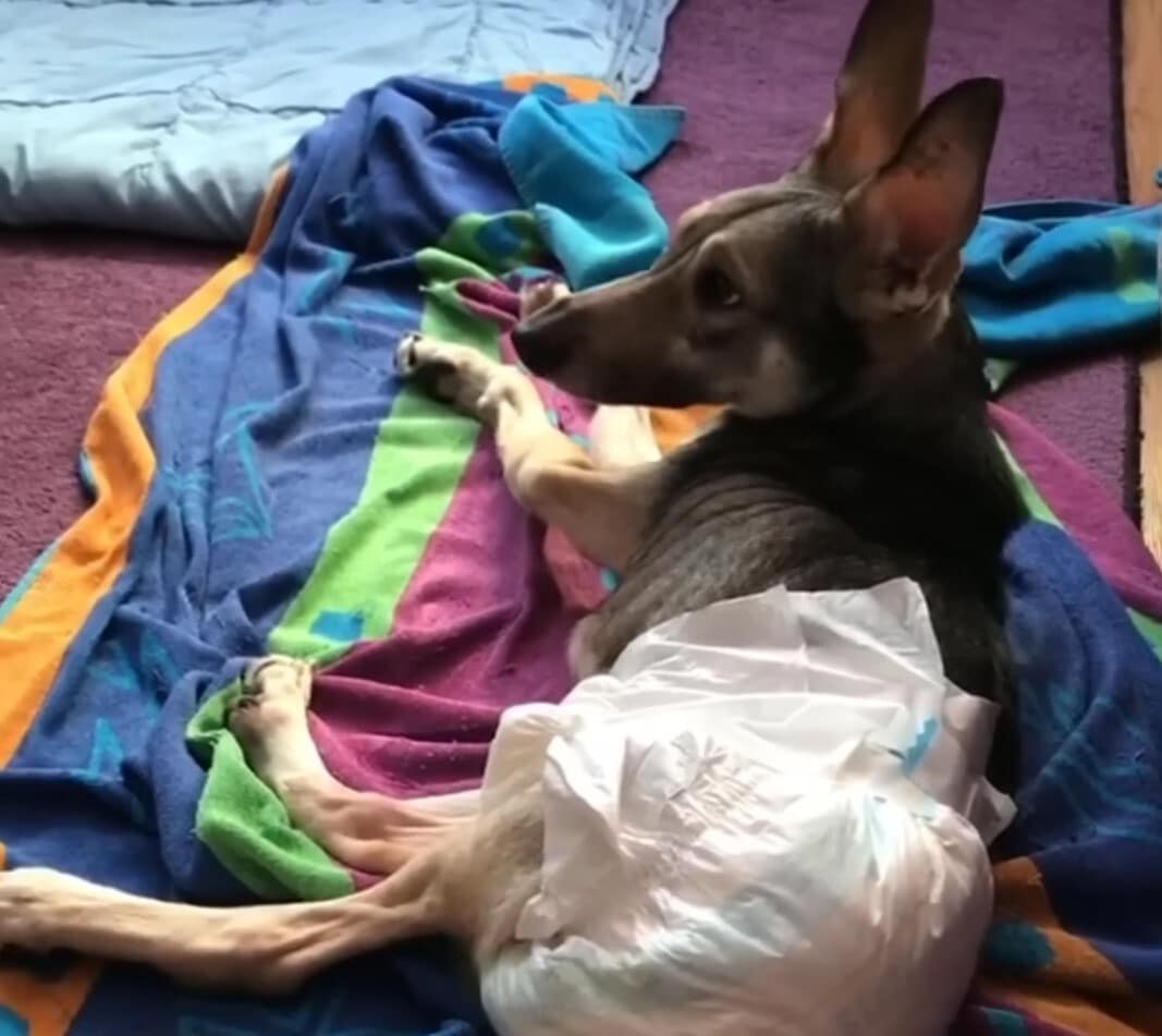 Extra image from article