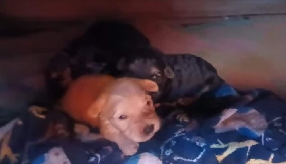 Extra image from article