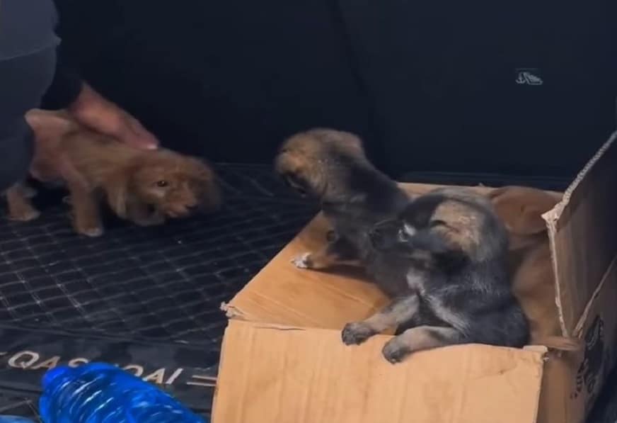 Extra image from article