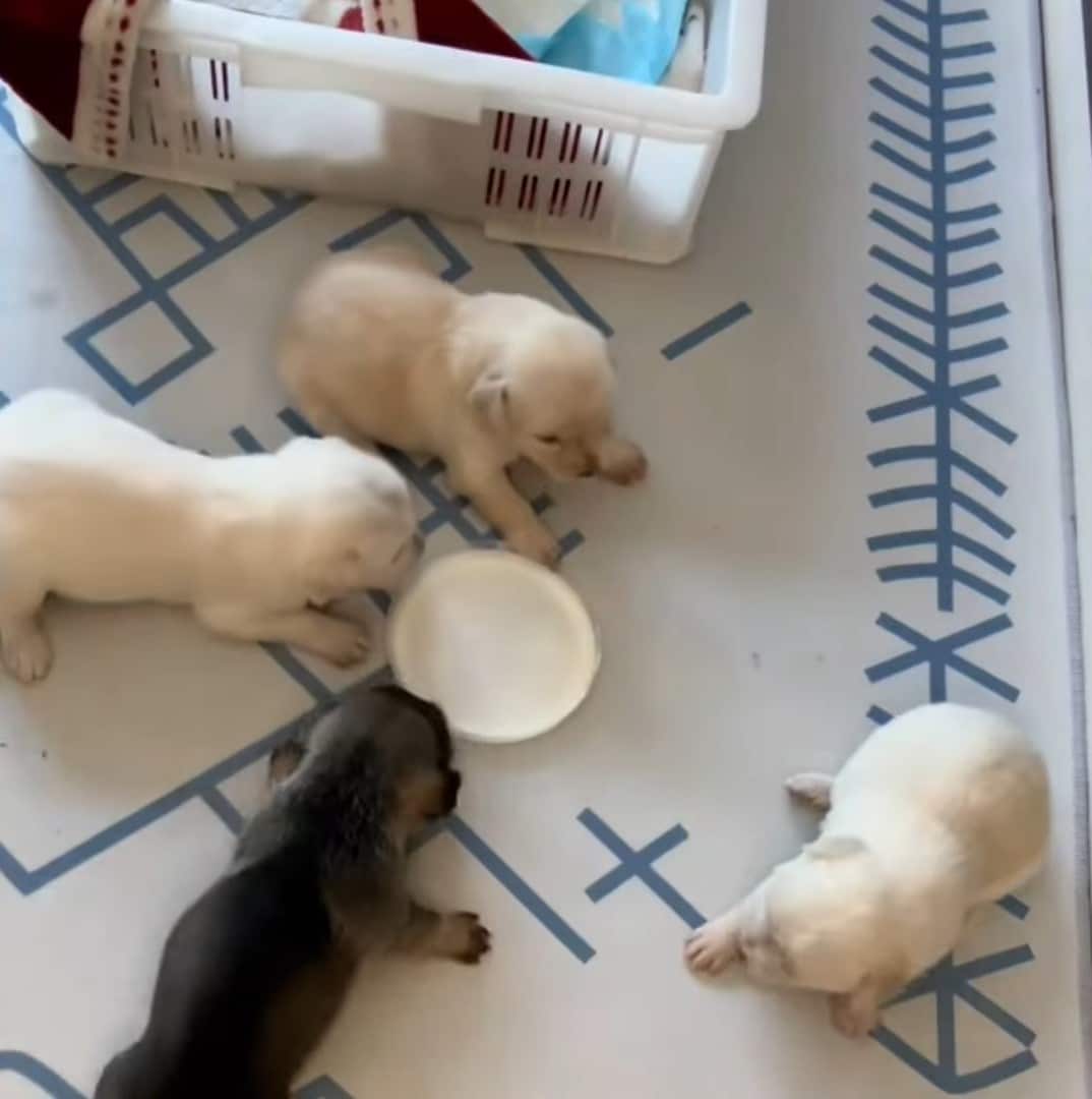 Extra image from article