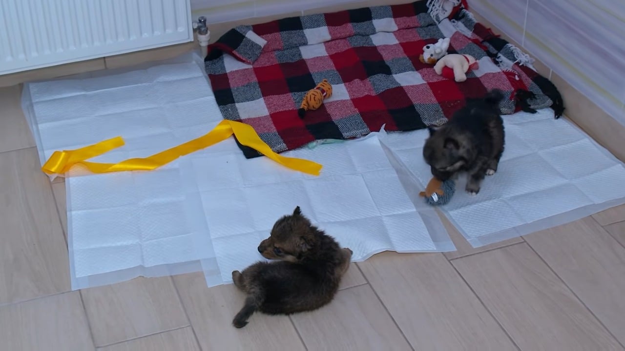 Extra image from article