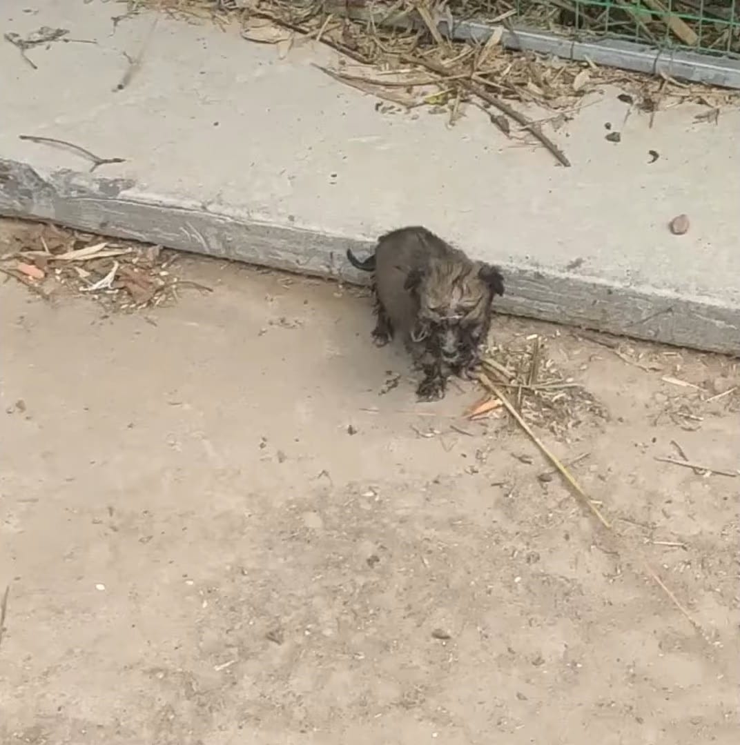 With renewed vigor, the man moved to the...