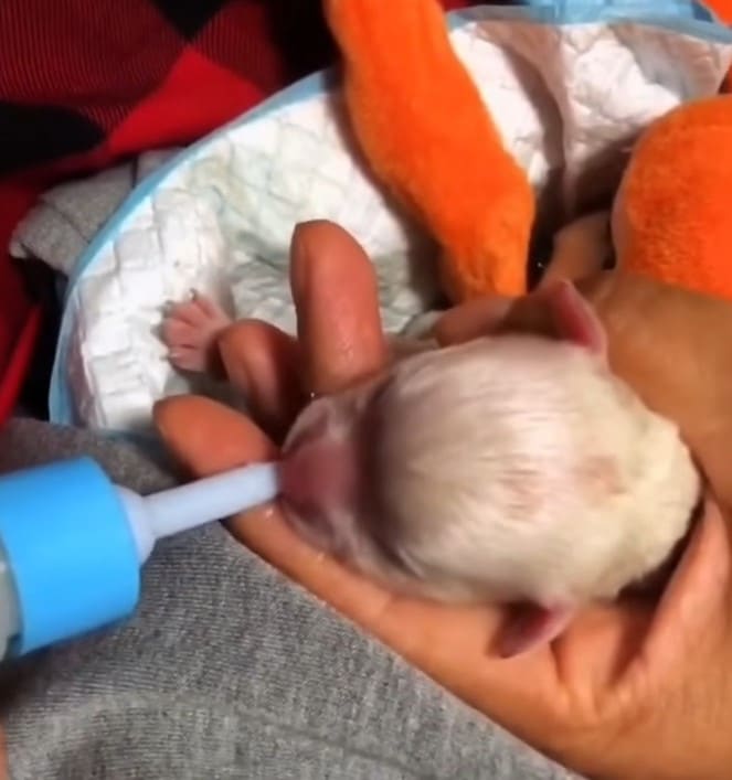 Extra image from article