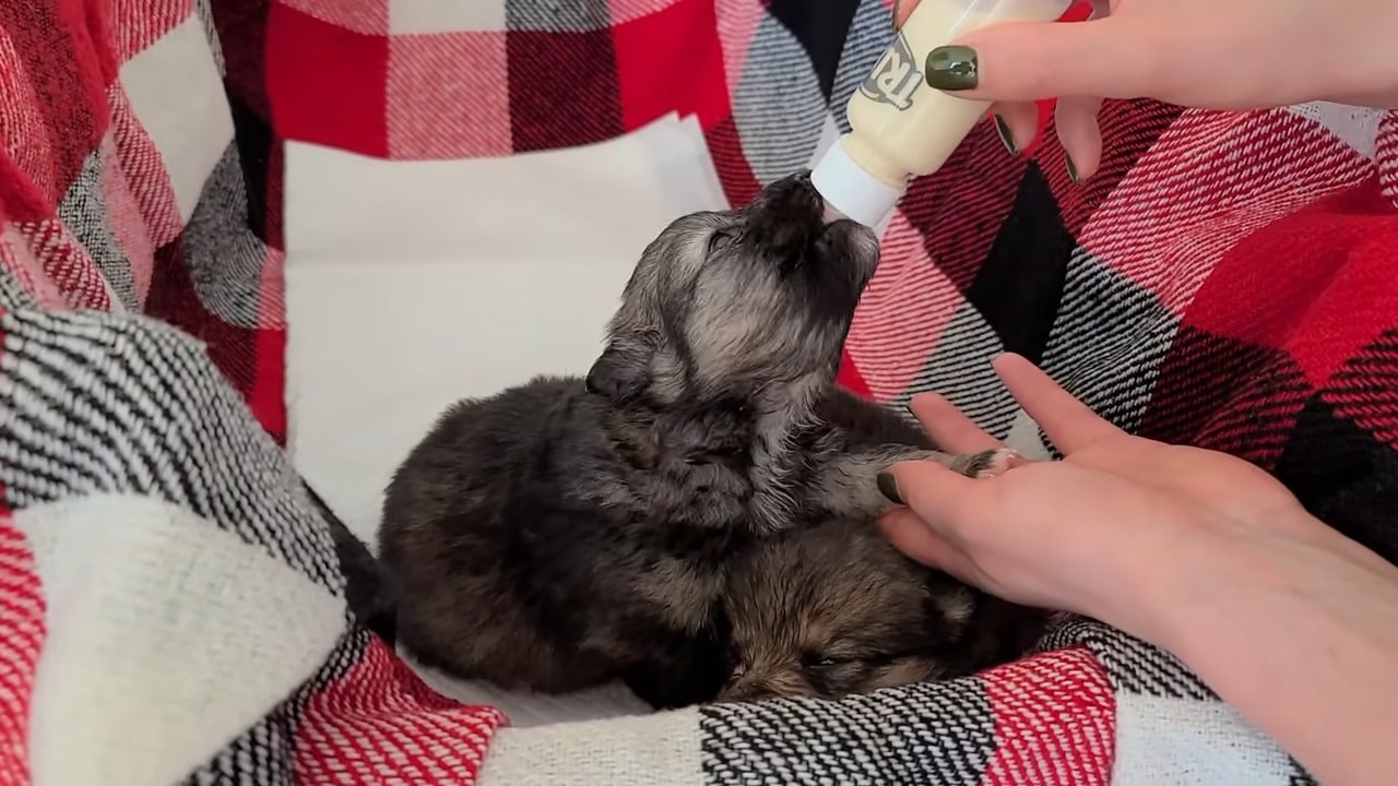 Extra image from article