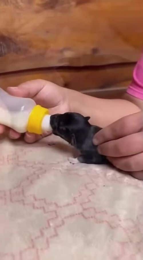 Extra image from article