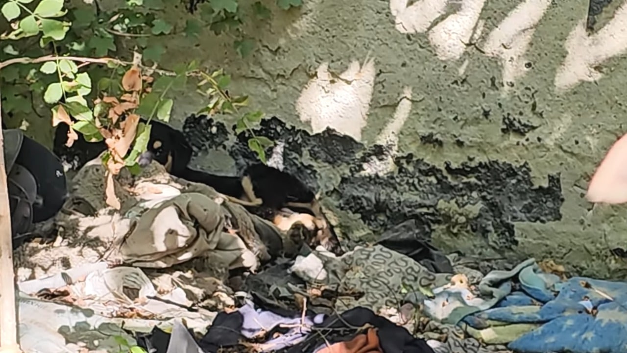 Determined, the rescuer continued his se...