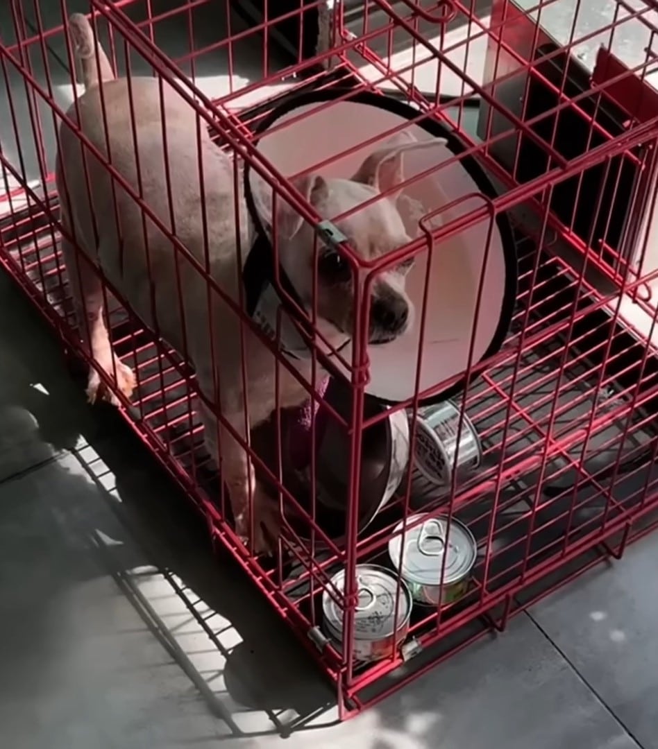 Extra image from article