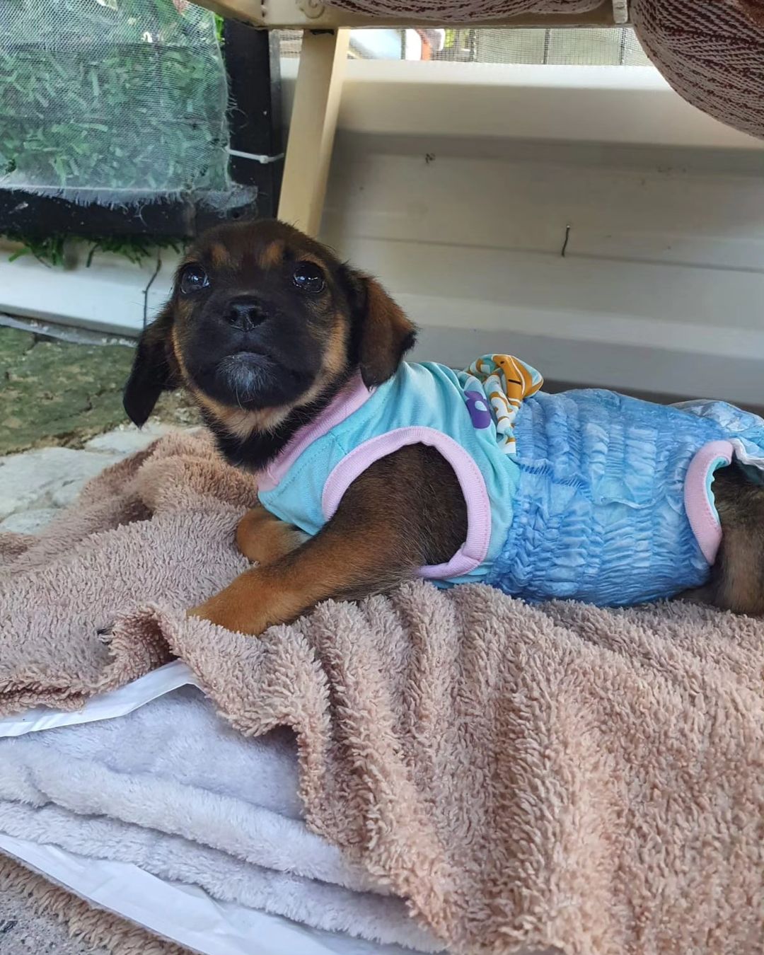 The pup who once roamed in search of kin...