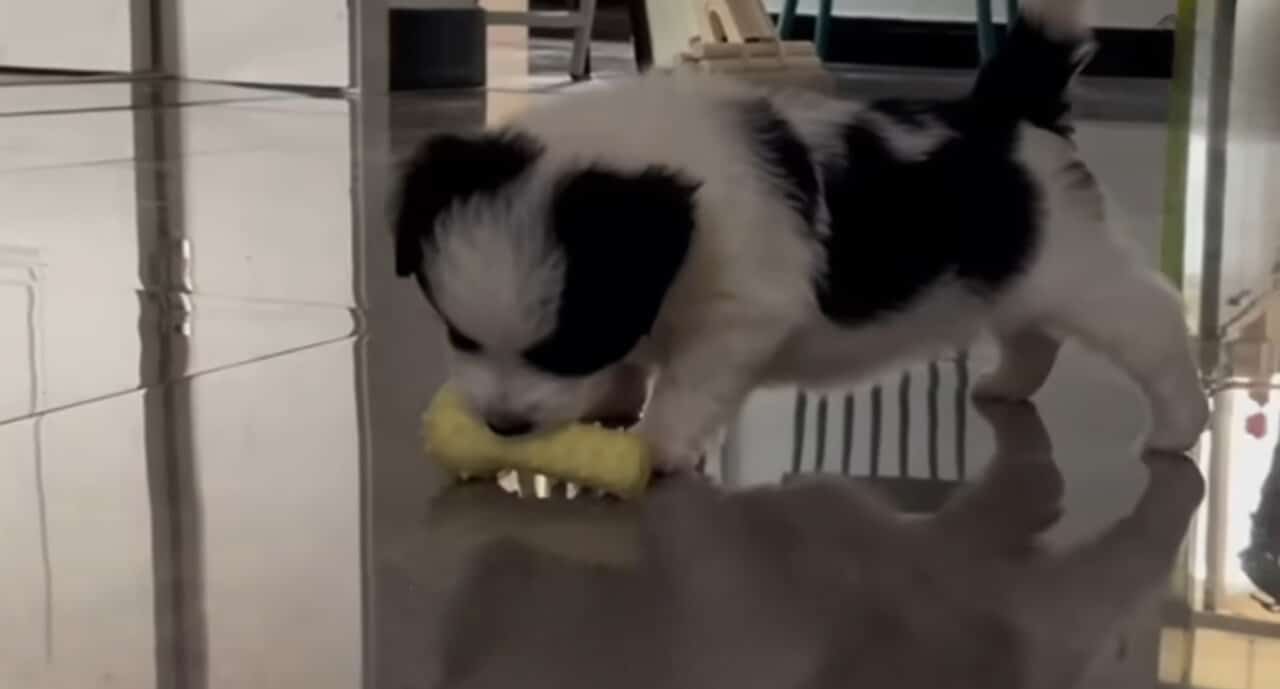 Extra image from article