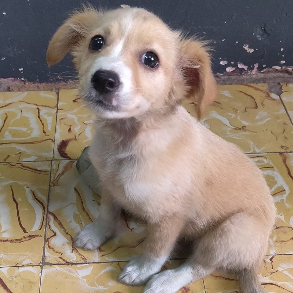 Extra image from article