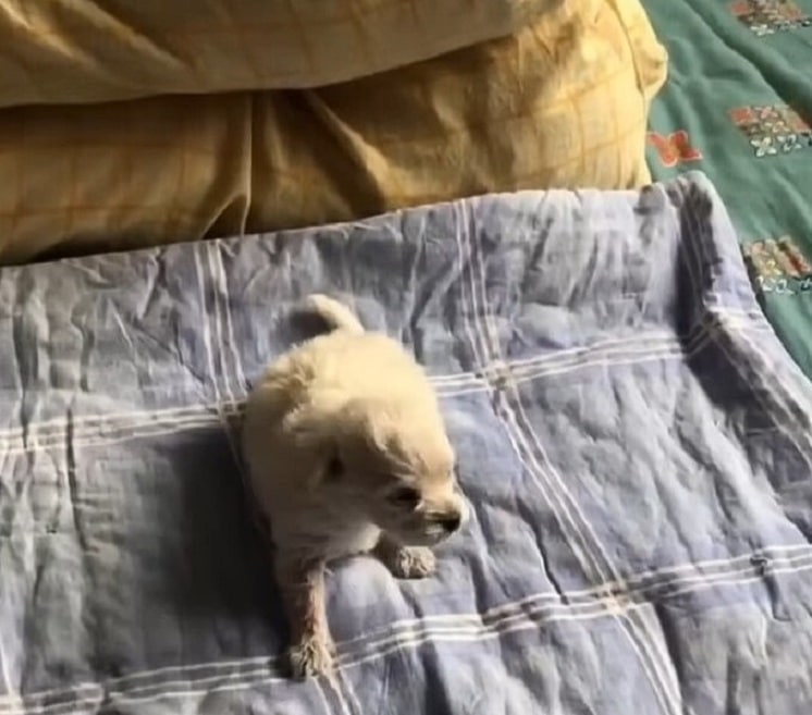 Extra image from article