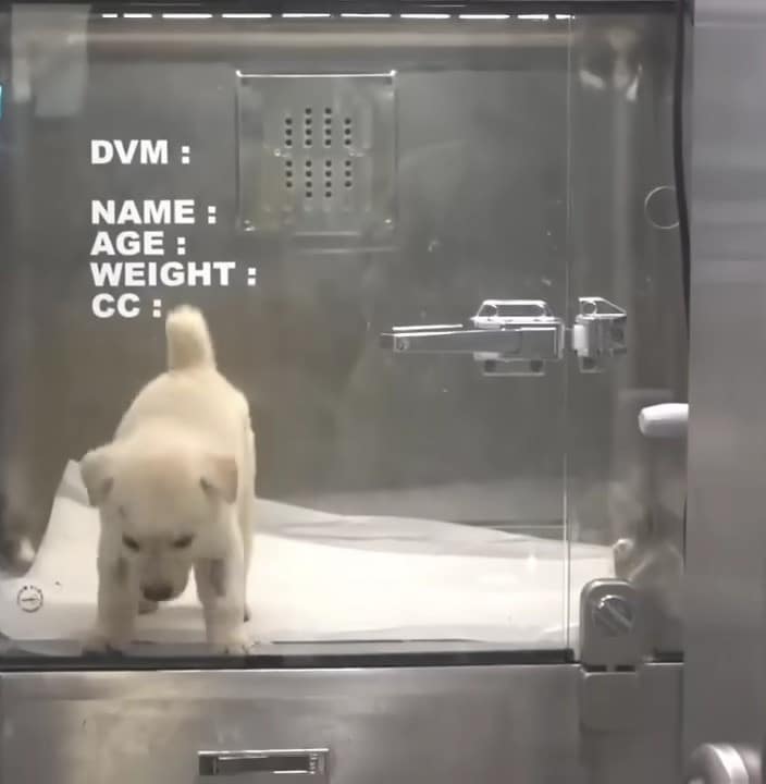 Extra image from article