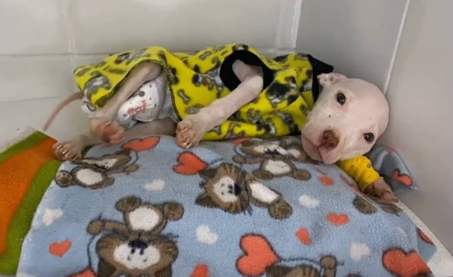 Extra image from article