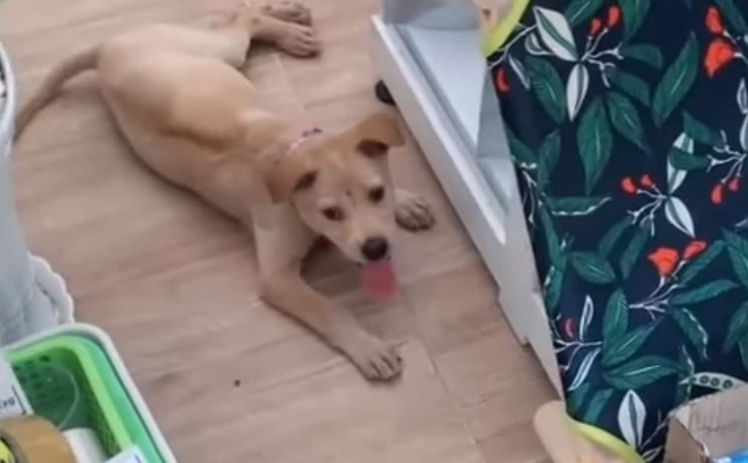 Extra image from article