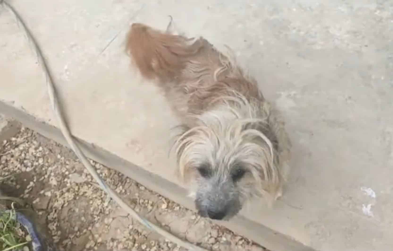 Extra image from article