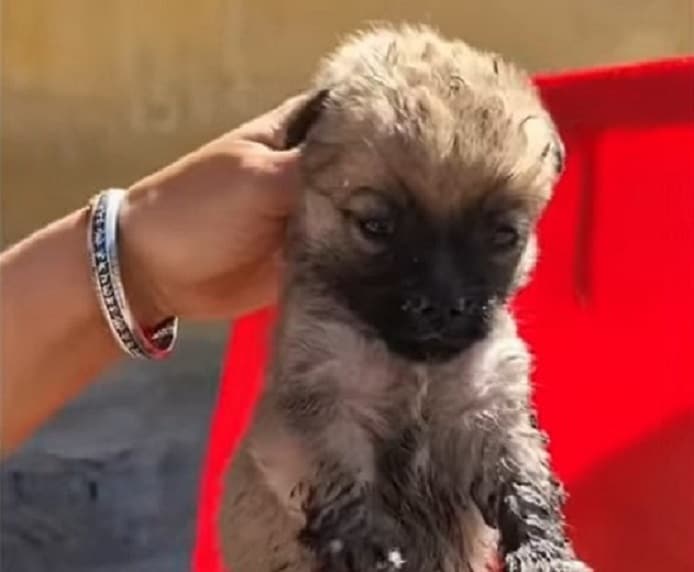 Capturing the hearts of his rescuers, th...