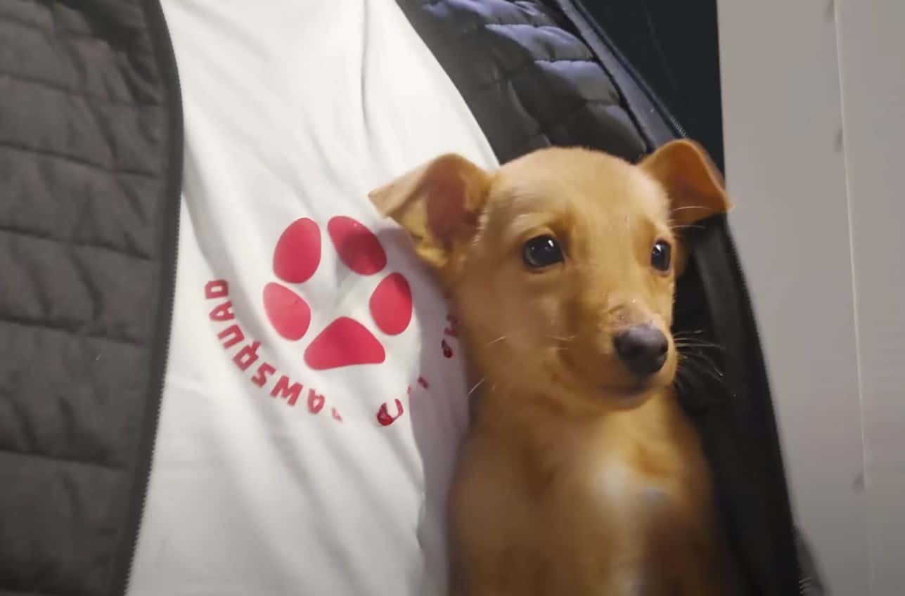 Extra image from article