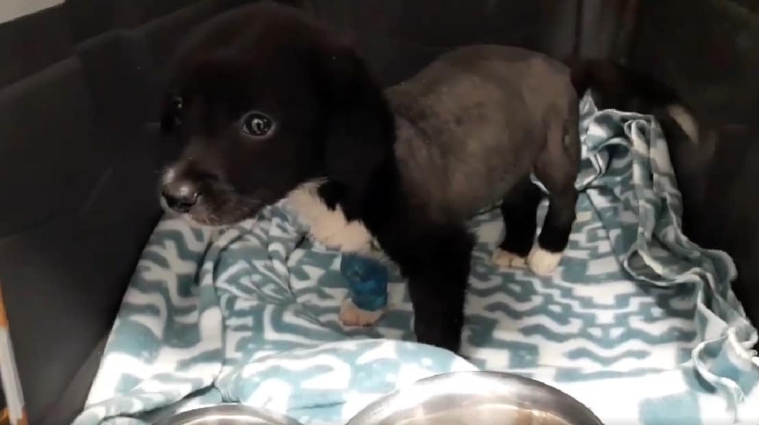 Extra image from article