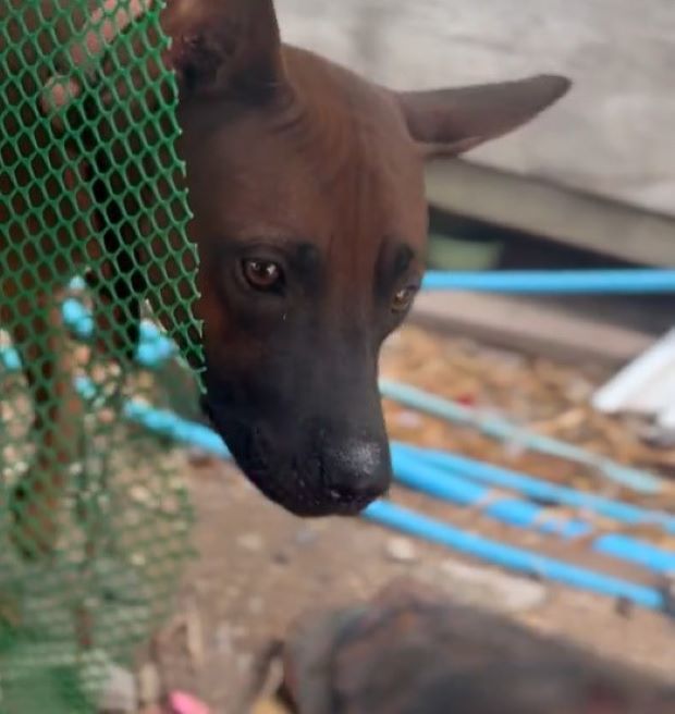 Extra image from article