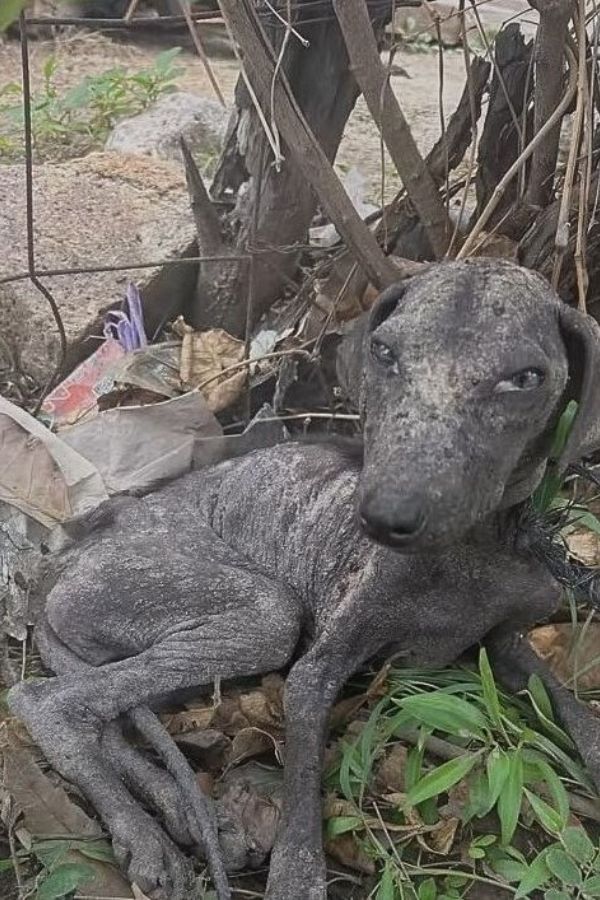 Embracing her rescuer's care, Chula was ...