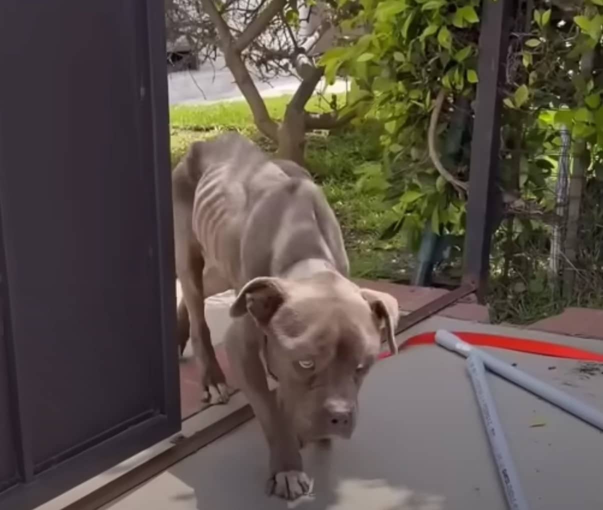 Over time, Rosie began to walk independe...