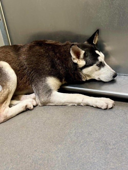 AAR happily shared on Instagram, “They a...