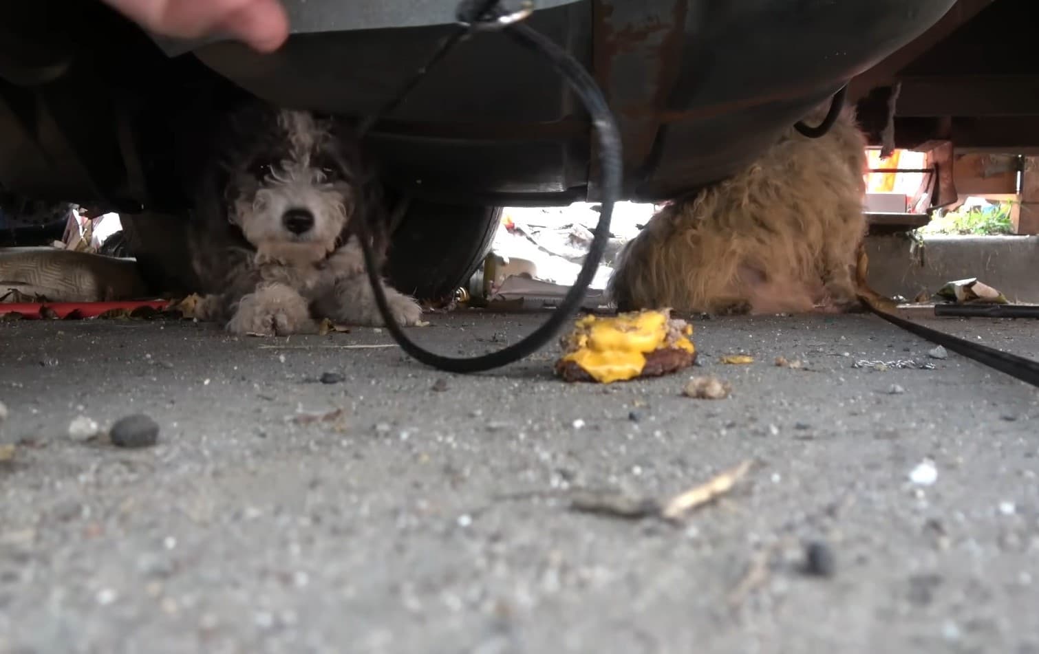 With both dogs now safe, the rescuers ru...