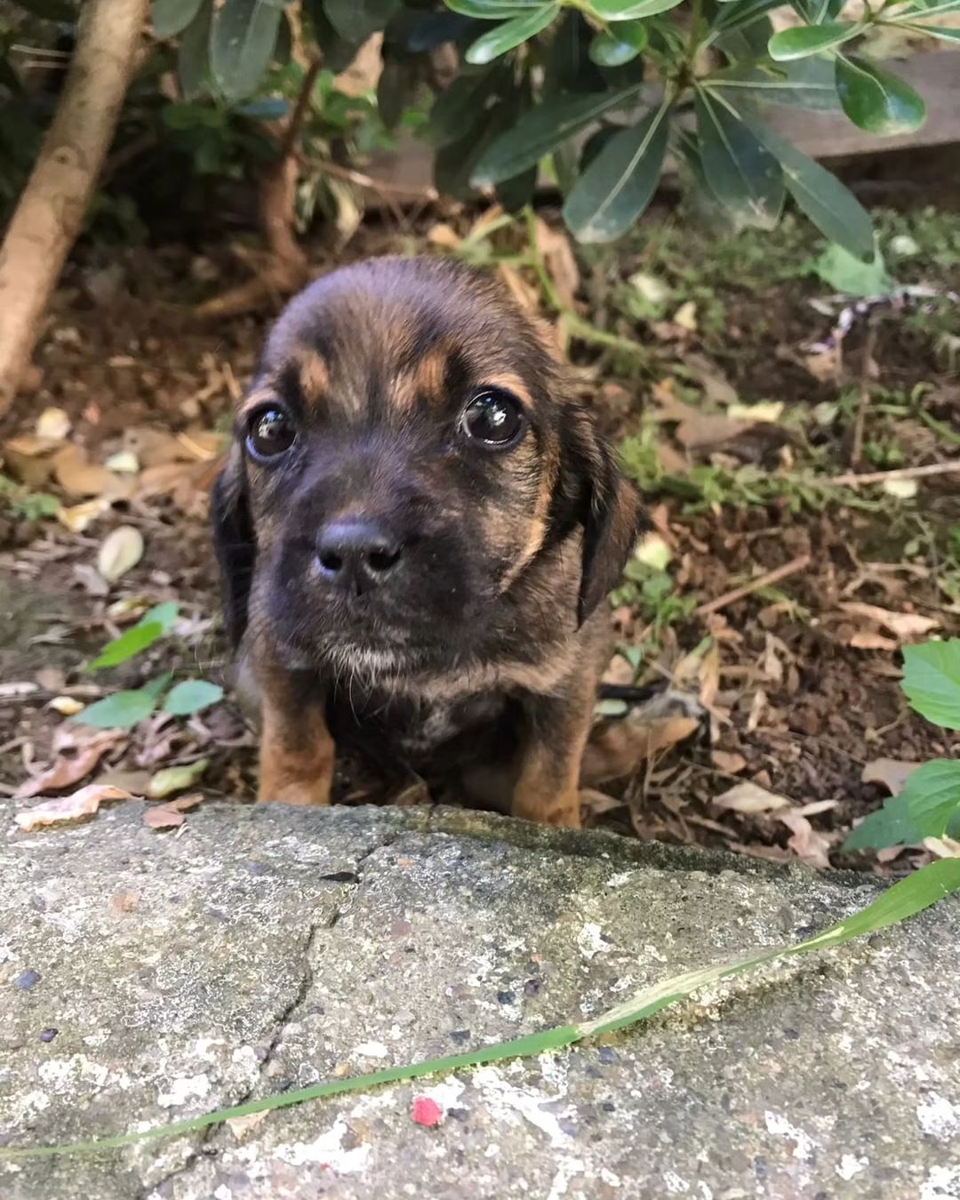 The veterinary team conducted a thorough...