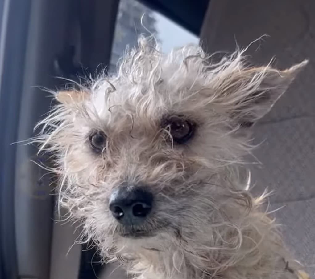 Once despondent, Rudy transformed into a...