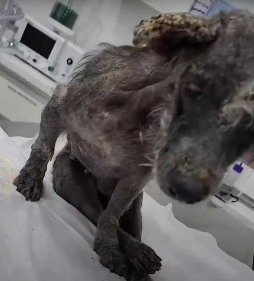 Extra image from article