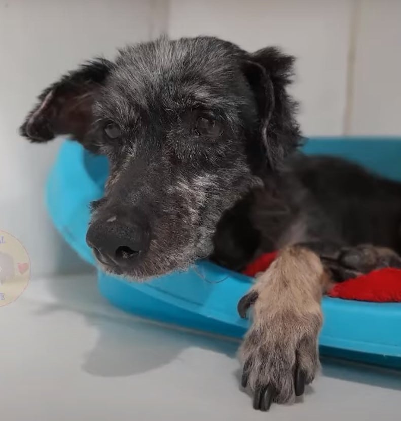 Extra image from article