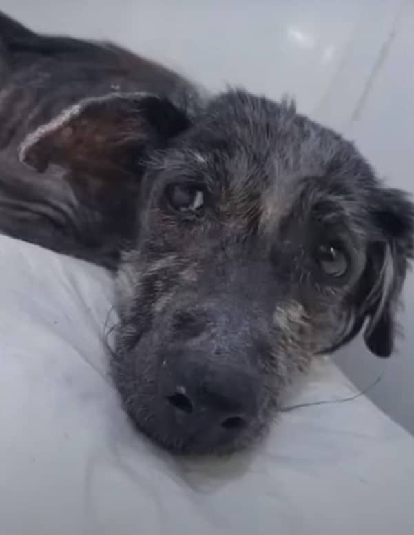 Extra image from article